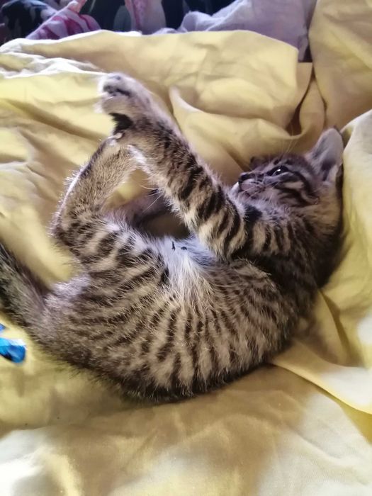 ОБЫЧНЫЙ Котенок, а может Профессионал?