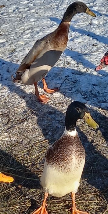 Oua pentru incubat de la rate indiene alergatoare