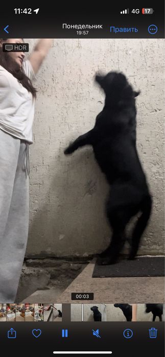 Лабрадор ретривер