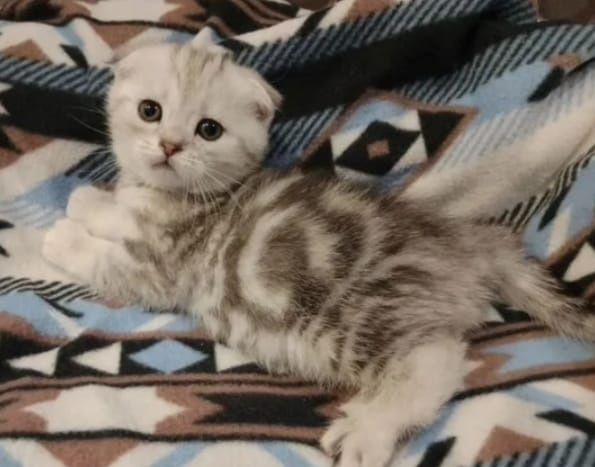 Котята чистокровные