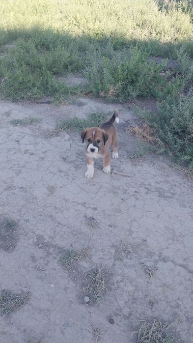 Төбет күшіктер сатылады