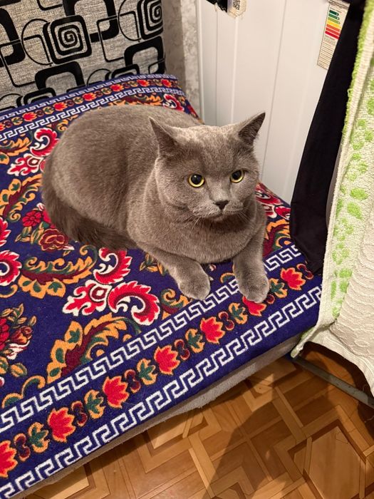 Отдам кота британца