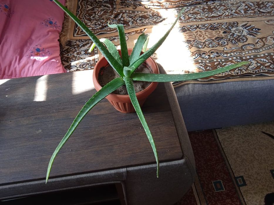 Алое цветок домашний