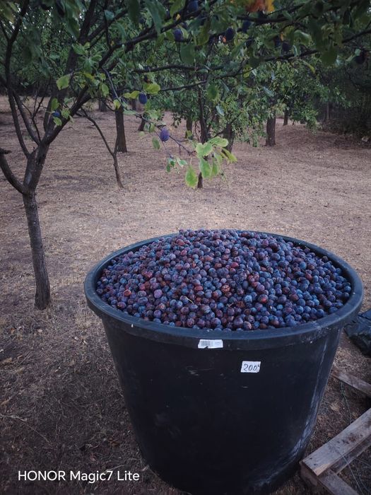 Vand  prune rosii calitatea 1