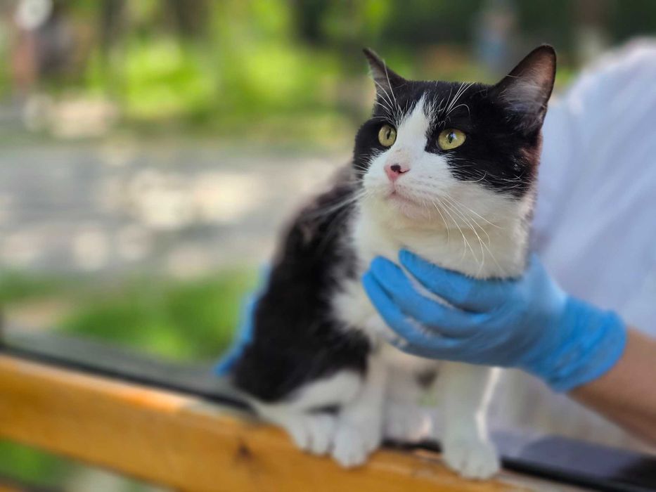 Ищет дом особенный мальчик — красавец Мурзик!