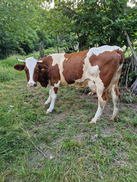 Vaca de vanzare baltata romaneasca