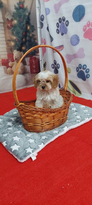 Кавапу момиче той пудел