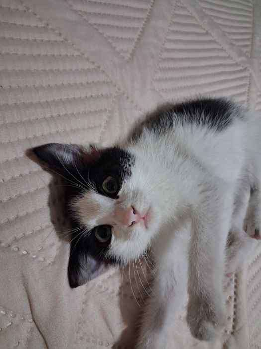 Отдам Котёнка мальчик хорошие руки