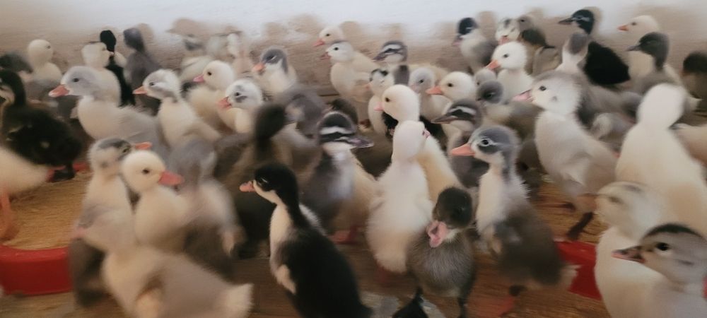 Boboci de rață pekin,polare și rate macaitoare românești