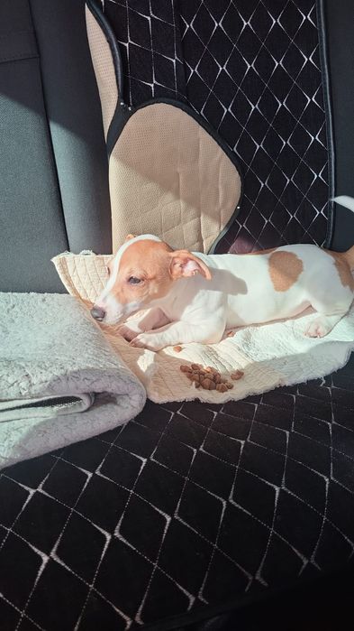 Джек рассел-терьер