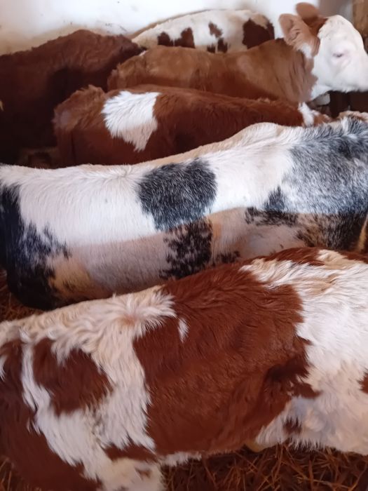 Taurasi baltati și vitea belgiana