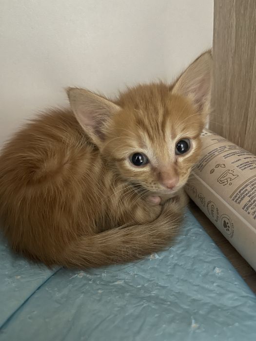 Котята невдупленыши