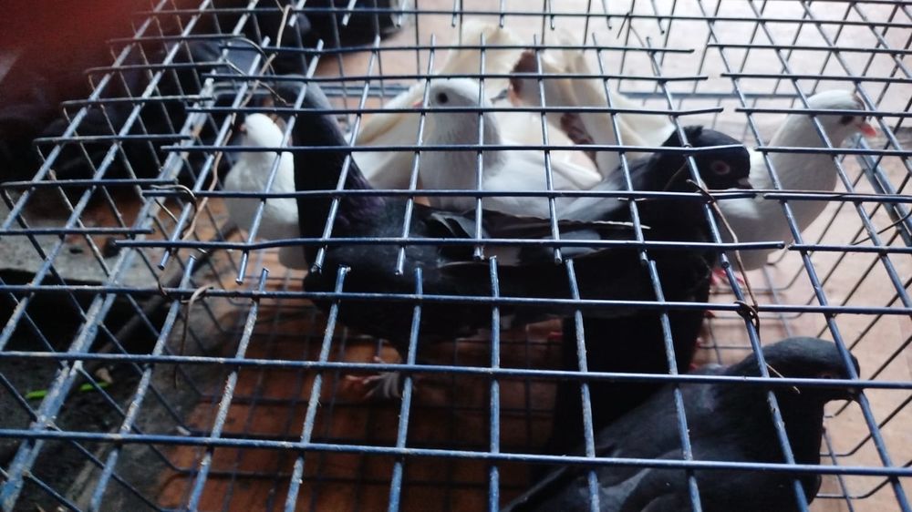 Широкохвостые голуби кептер