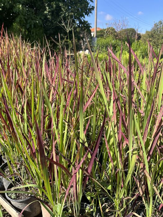 Декоративна трева Императа Red Baron