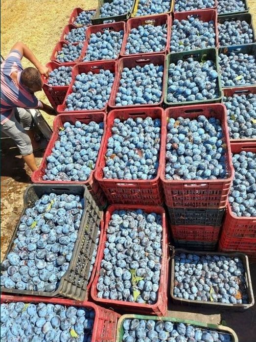 Prună pentru țuică & palincă