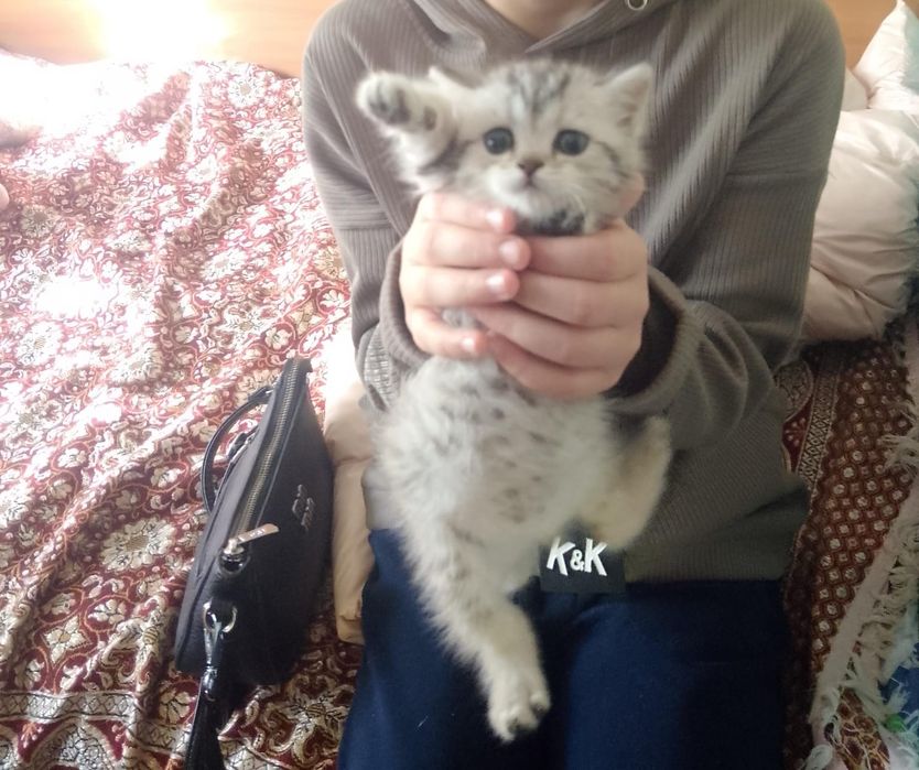 Домашние животные