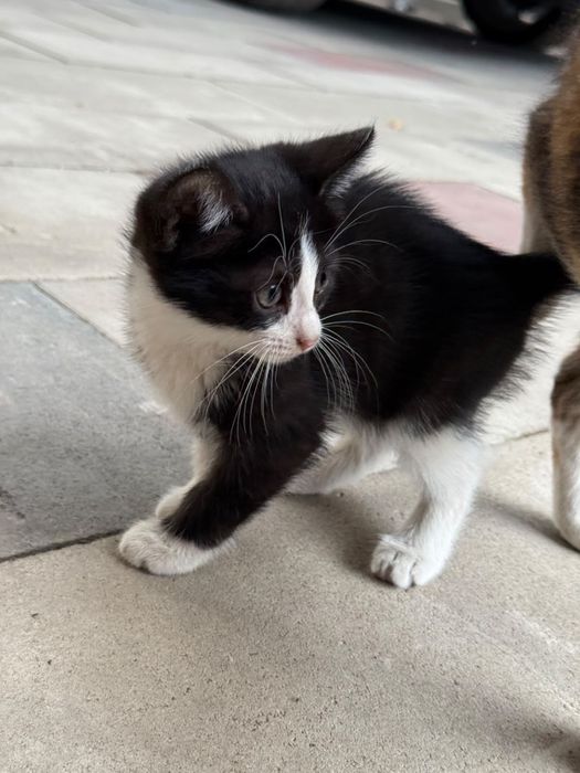 КОТЯТА ищут дом!
