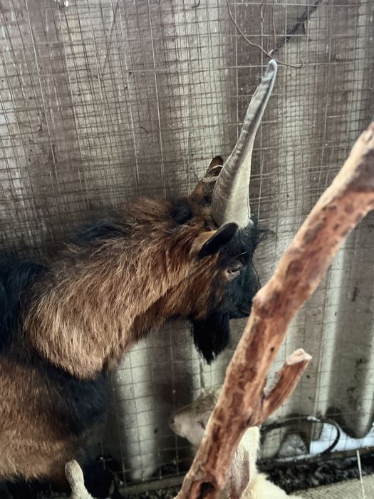 Теке сатылады 150мын тенге