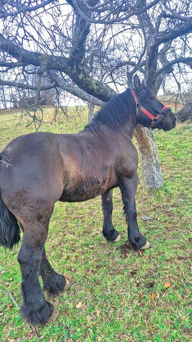 Iapa neagra de vanzare