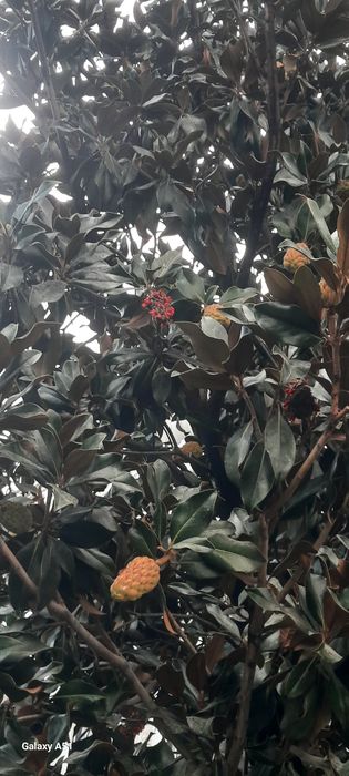 Магнолия грандифлора уруғи