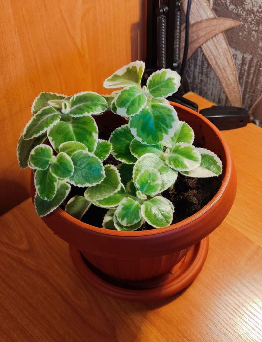 Продам комнатную мяту