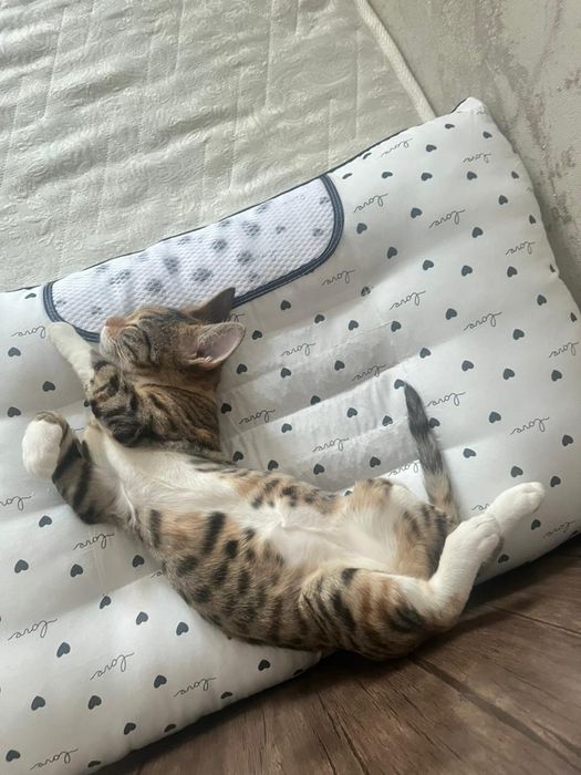 Котенок (девочка)