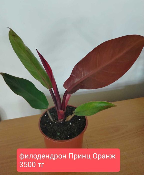 Комнатные растения.