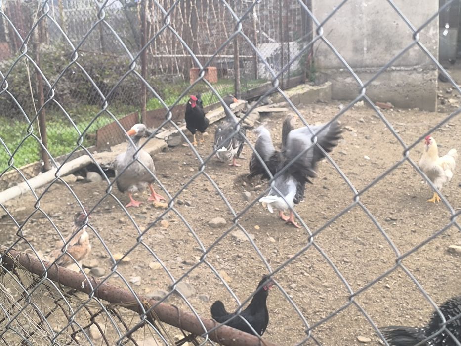 Гъски за продажба