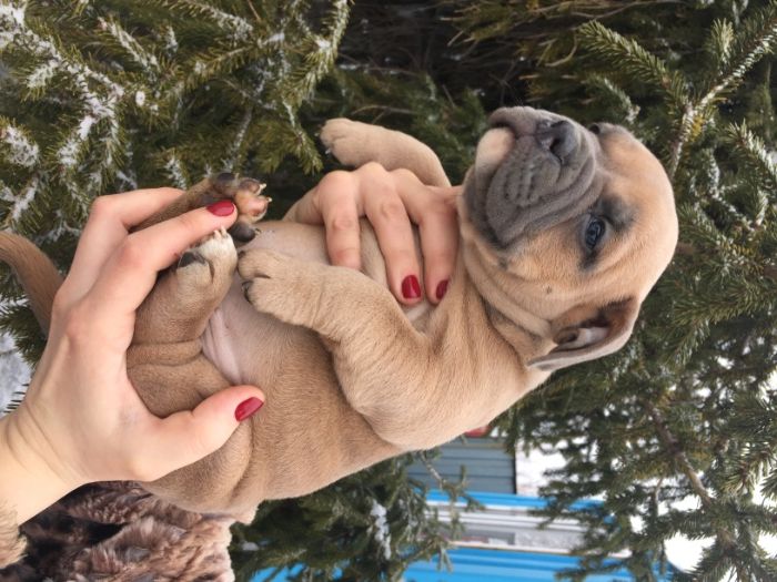 щенки американский булли