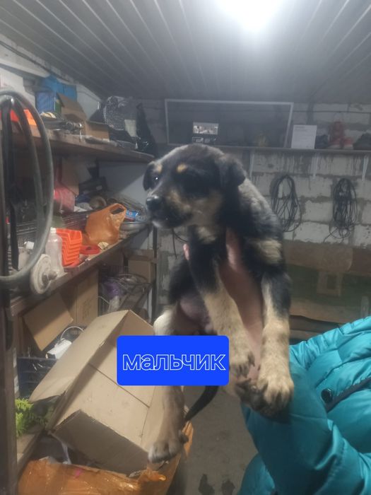 Щенки в добрые руки