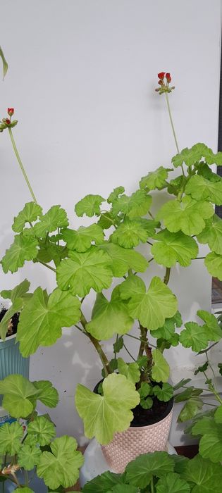 Комнатные цветы.