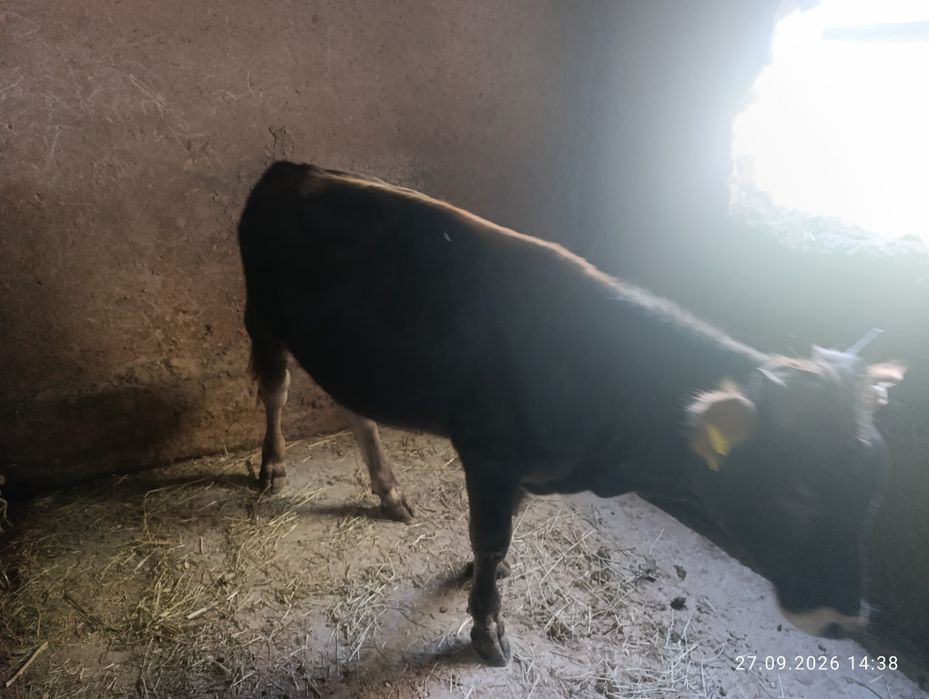 Продам быка хорошего