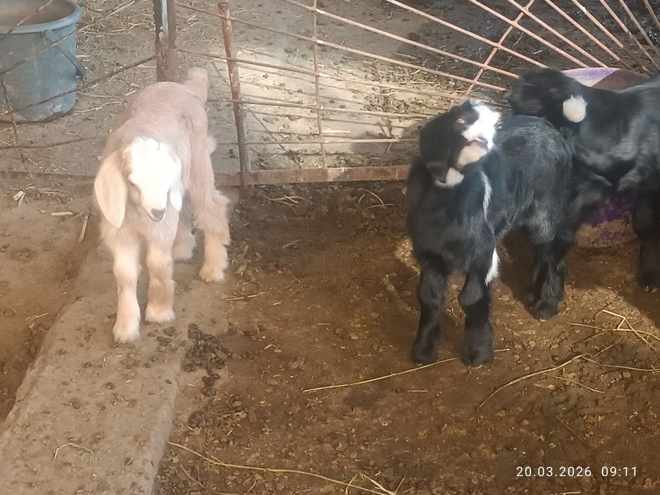 Она бола Эчкилар сотилади