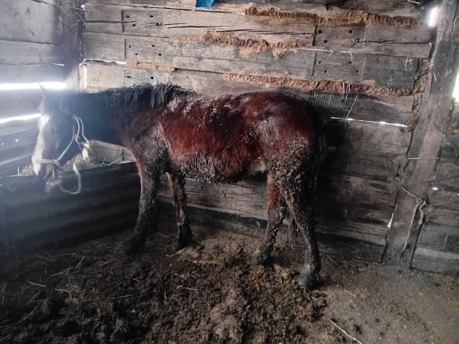 Еркек бордақы малдар