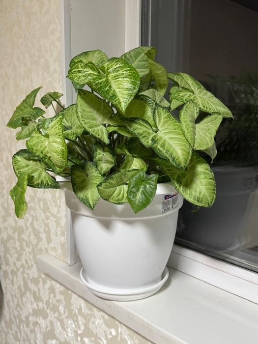 Продам.Сигнониум Мраморный.