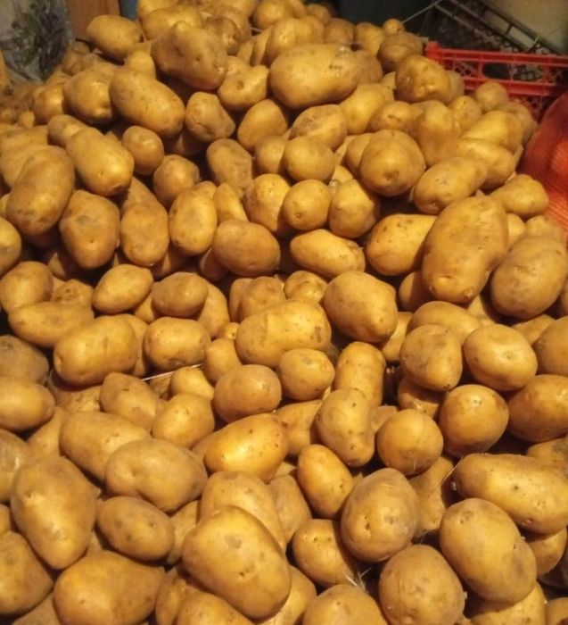 Картофель, дачный , домашний
