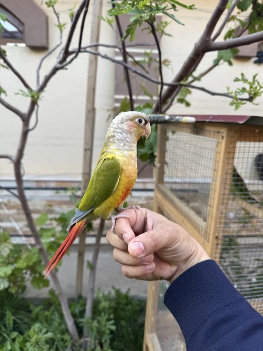 Перхури ручный попугай