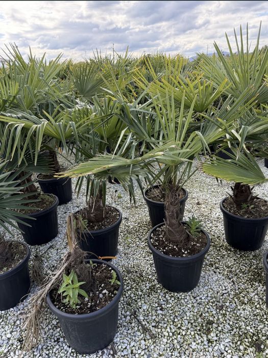 Plante decorative-super pret