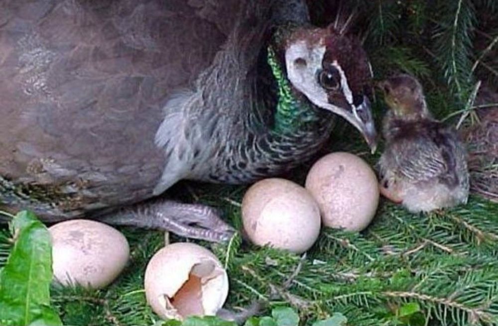 Индийский павлины .