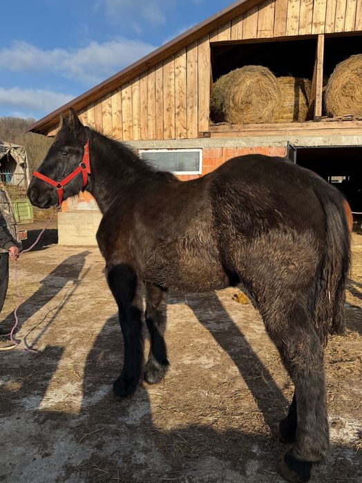 Vând Manza de 6 luni