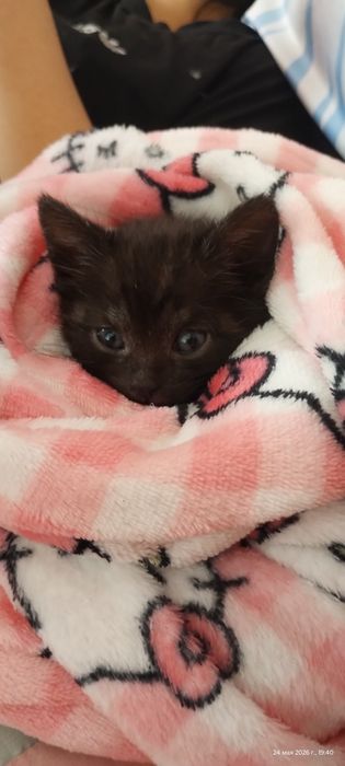 Отдам в добрые руки котят