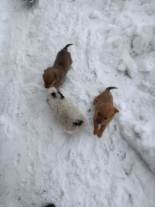 Щенки ищут домик.