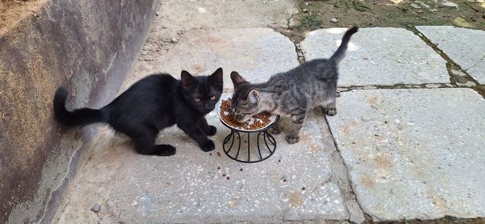 Отдадим котёнка в добрые руки. Мальчик 3 мес.