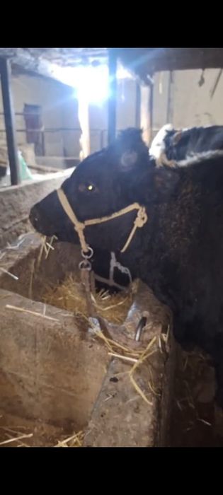 Бычки продам продам