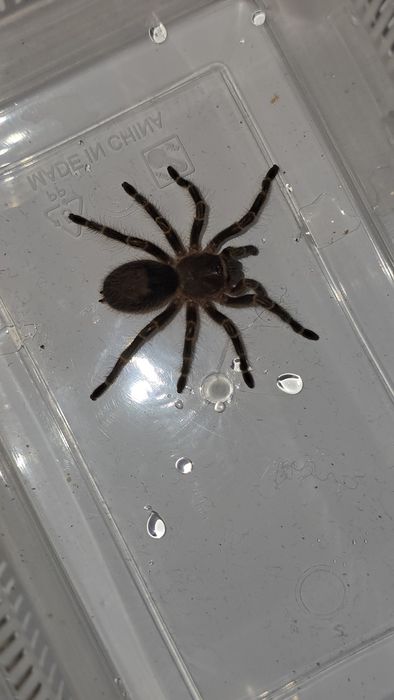 Зебровый птицеед Aphonopelma seemanni