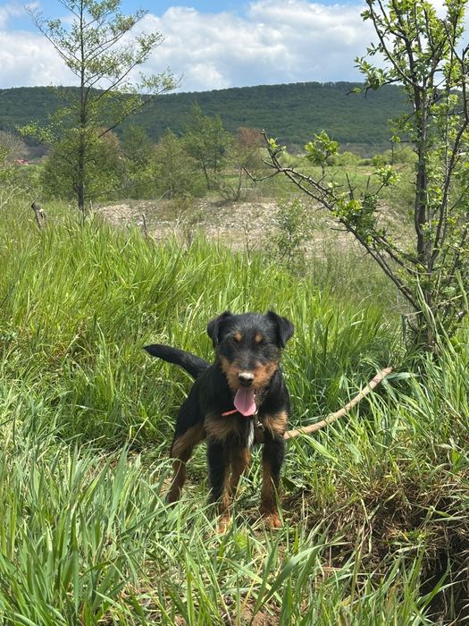 Mascul jagdterrier