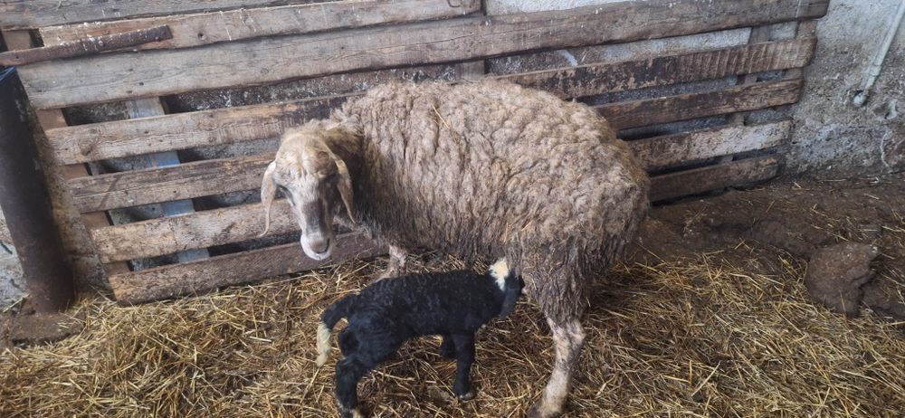 2 овце с по 1 агне и 10 бременни варненско