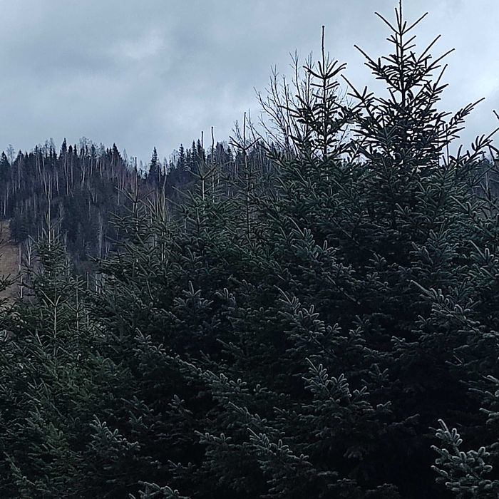 Brad caucazian  pom de Crăciun