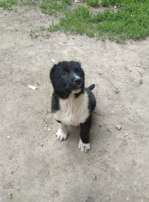 Продам Алабая девочку