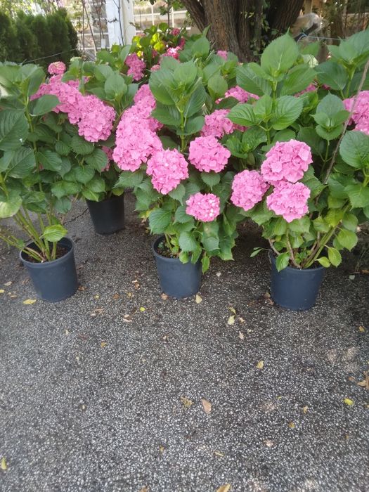 Hortensie Tufa De Gradina